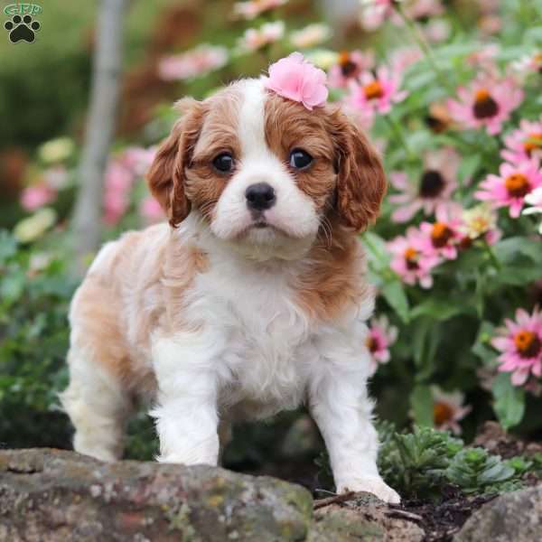 Tanya, Cavalier King Charles Spaniel Puppy